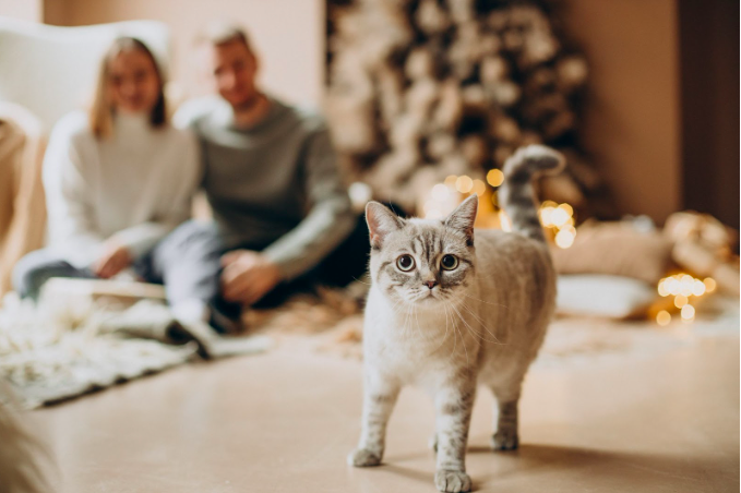 petlovers_3猫